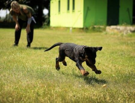 Tips for finding a Dog-Friendly Home