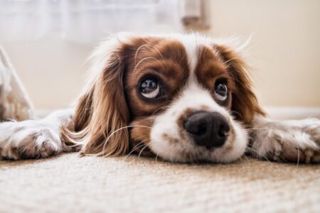 5 Ways That Dog Owners Can Maintain a Clean Home